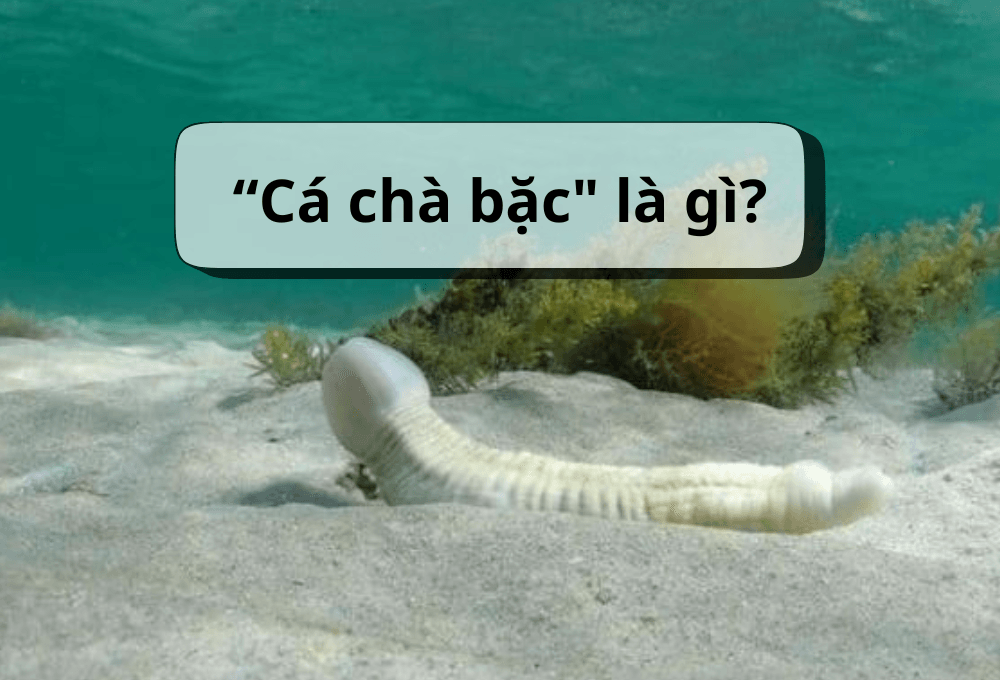 Cá chà bặc là gì