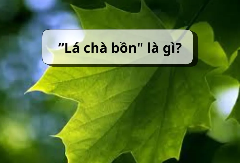 Cá chà bặc dinh dưỡng