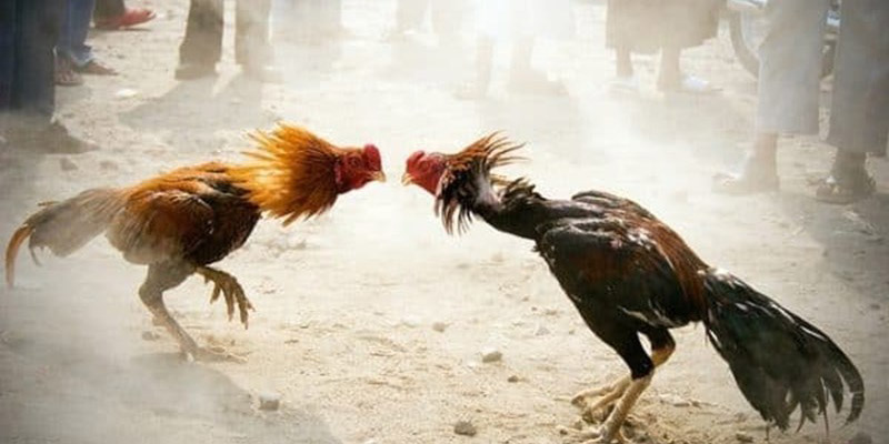 Phương pháp huấn luyện gà chọi cực phẩm