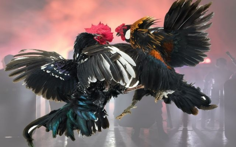 Nguồn gốc đá gà trong đời sống người Việt