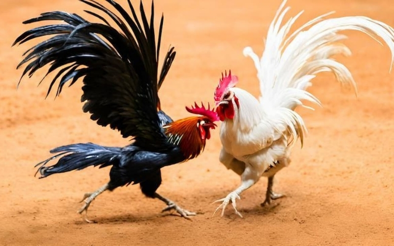 Phân loại các dòng gà chọi đặc trưng của ba miền