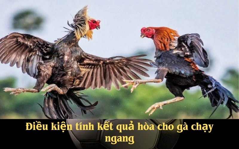 Điều kiện tính kết quả hòa cho gà chạy ngang