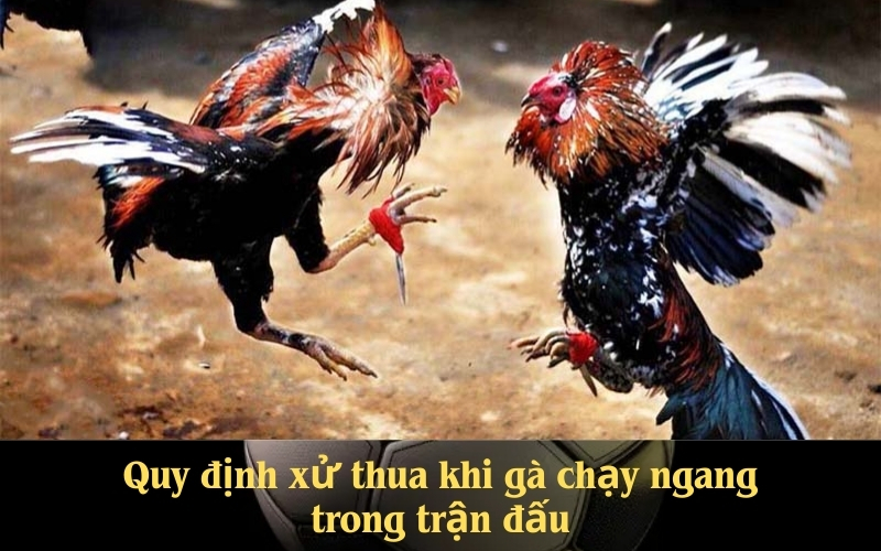 Quy định xử thua khi gà chạy ngang trong trận đấu
