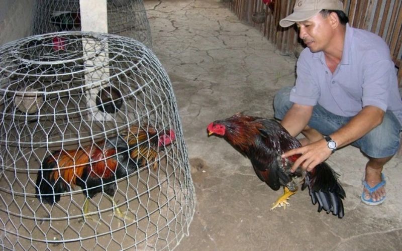 Cách chăm sóc và huấn luyện gà chiến trước khi ra trận